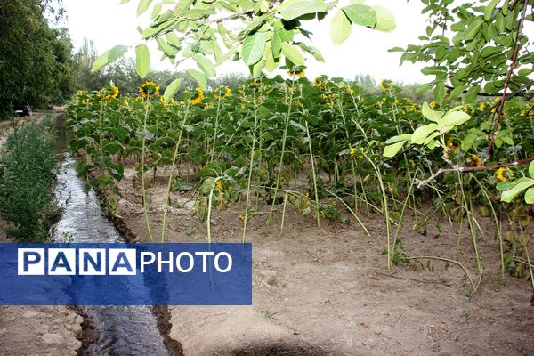 مزرعه آفتابگردان در سلماس