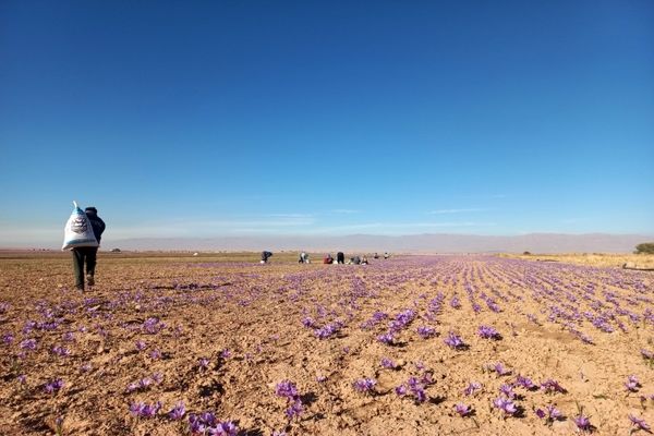 برداشت طلای سرخ از مزارع فاروج