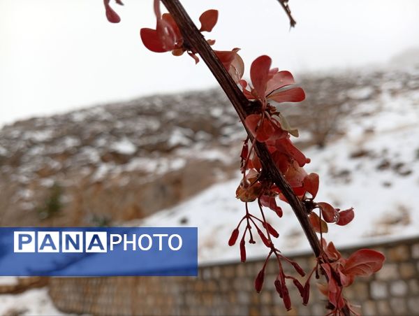 گرداب بن زیر چتر سپید برف