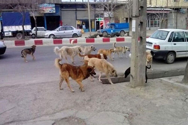 فرهنگ غربی بدون مهیا کردن قانون در کشور رواج پیدا کرده است