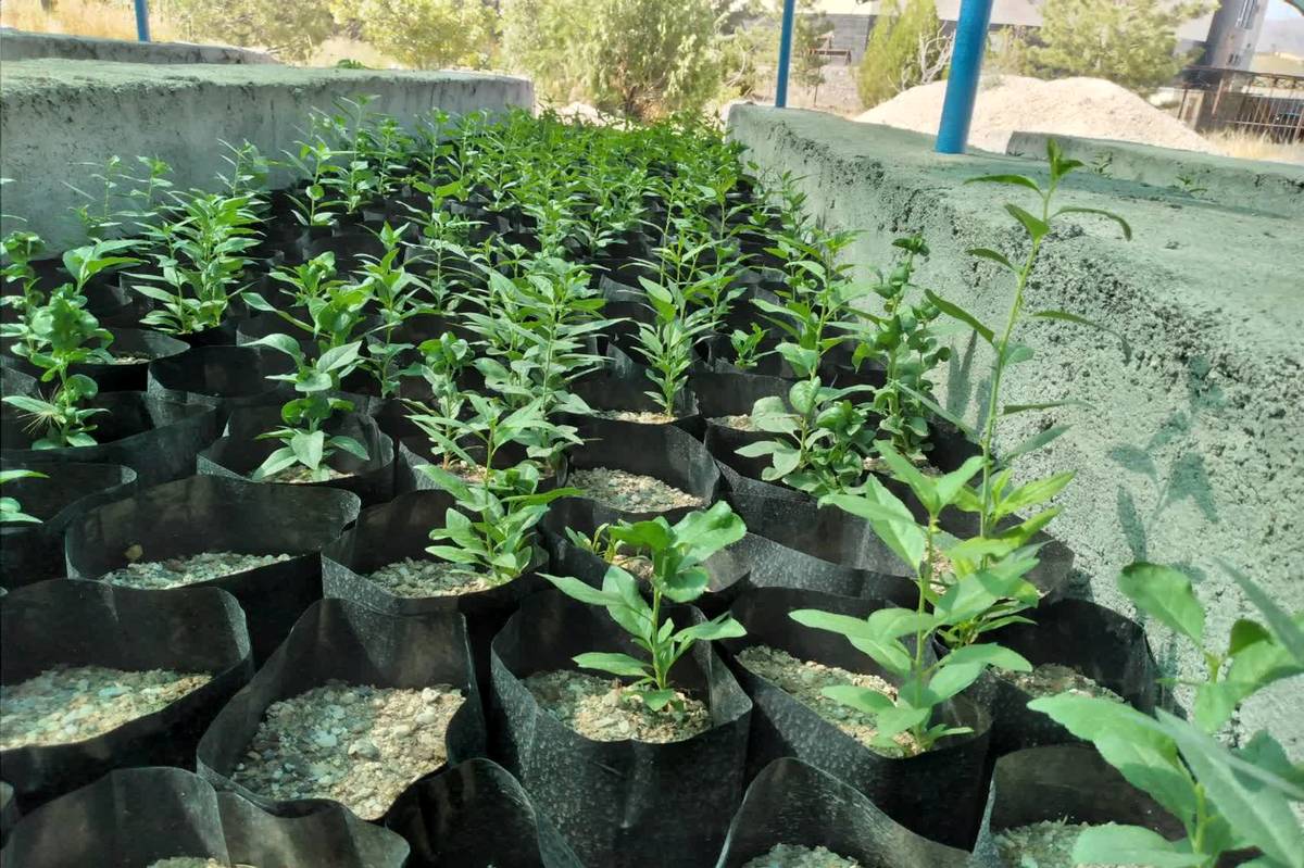 کاشت ۱۶۰۰۰ نهال در نهالستان نهاوند؛ گامی بزرگ در حفظ منابع طبیعی