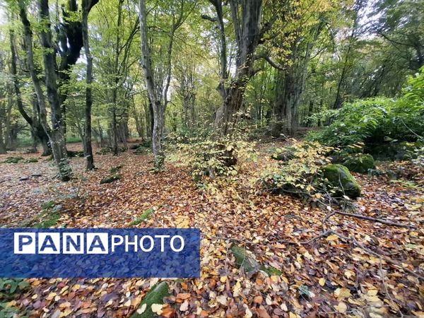 جنگل‌های هیرکانی کردکوی