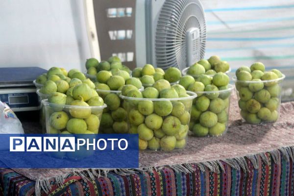 شُکرانه انجیر در گلوگاه 