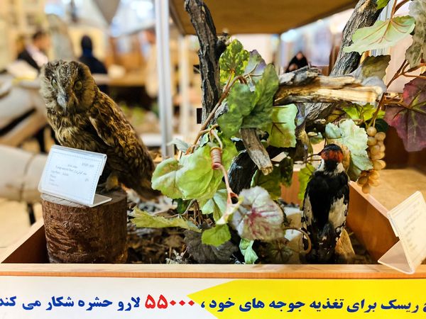 دانش آموزان خبرنگار، قهرمانان کشف دنیای گیاهان