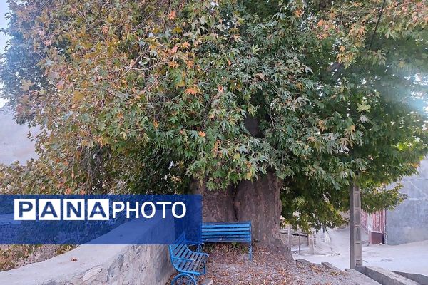 تصاویر زیبا از پاییز رنگارنگ در شهر دار السادات بار نیشابور 