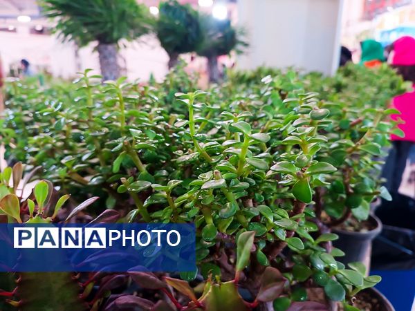  دهمین نمایشگاه گل و گیاه و گیاهان آپارتمانی در اردبیل