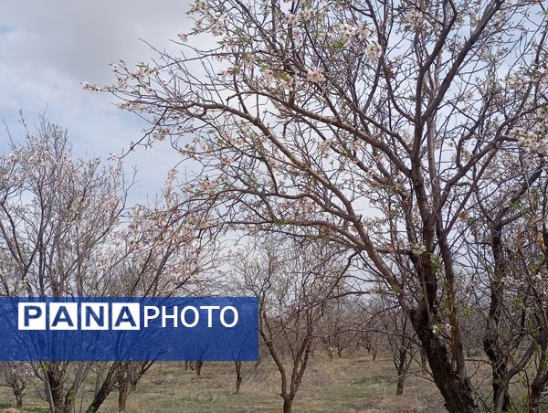  شکوفه های بهاری در روستای گزکوه