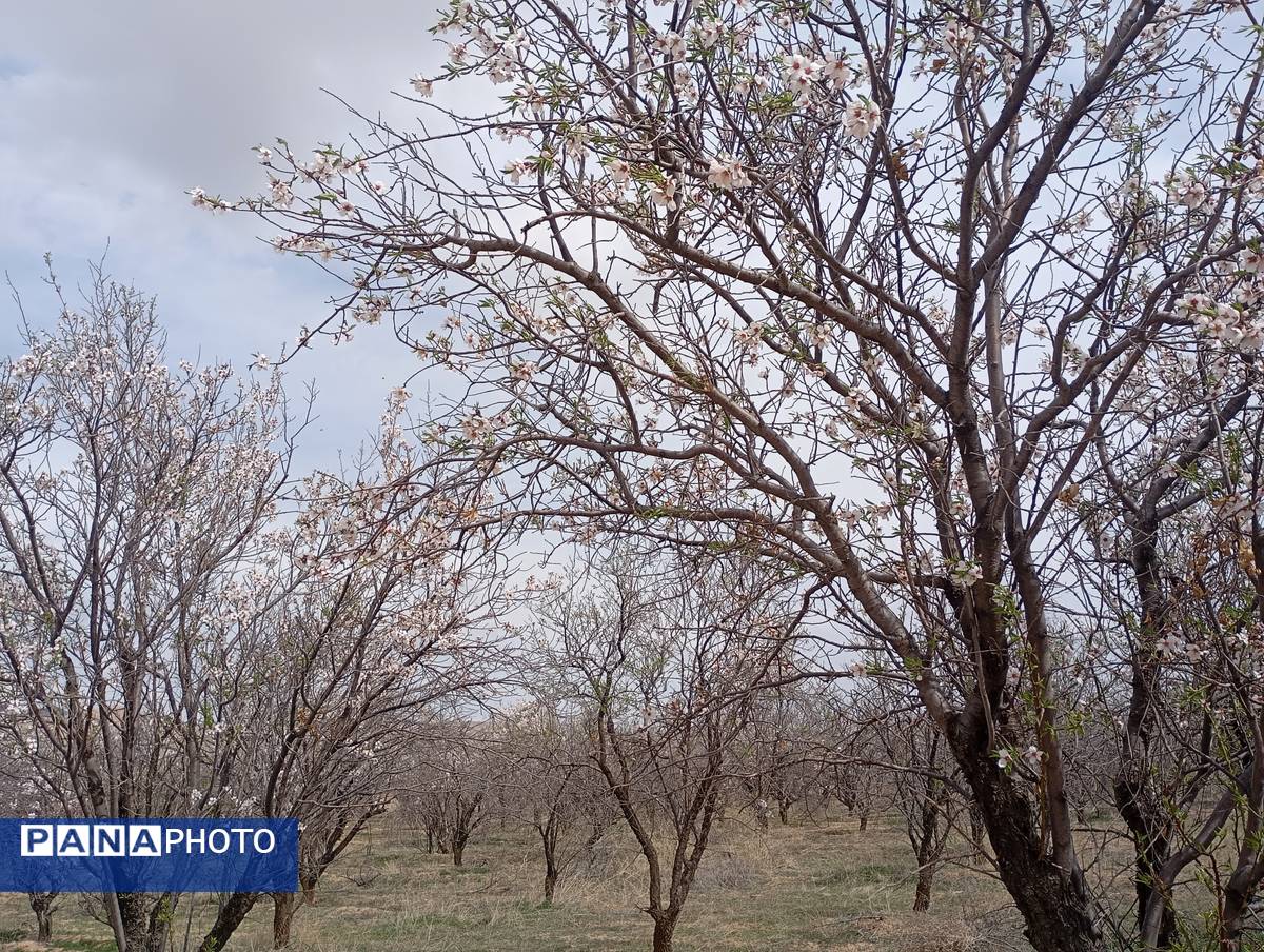  شکوفه های بهاری در روستای گزکوه