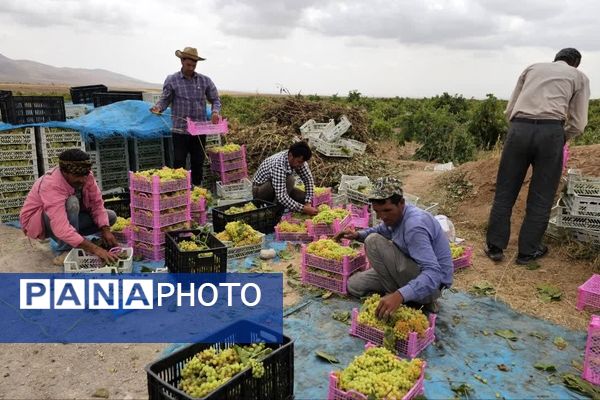 کیل گیری محصولات کشاورزی در شهرستان فاروج