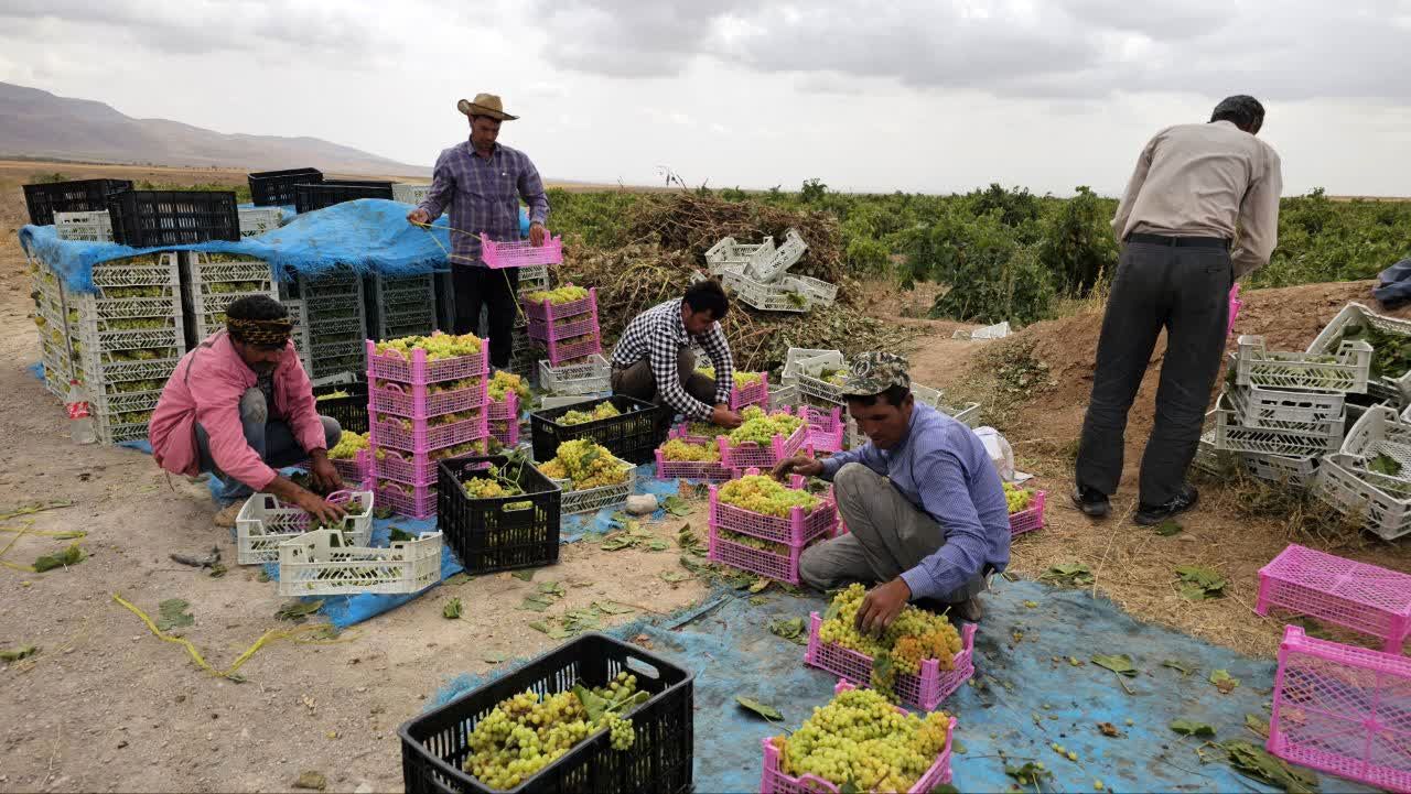 کیل گیری محصولات کشاورزی در شهرستان فاروج