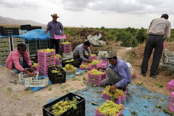 کیل گیری محصولات کشاورزی در شهرستان فاروج