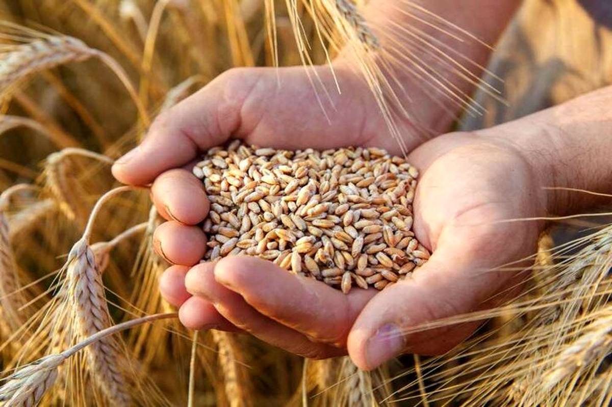 ۷.۲ میلیون تُن گندم از کشاورزان خریداری شد