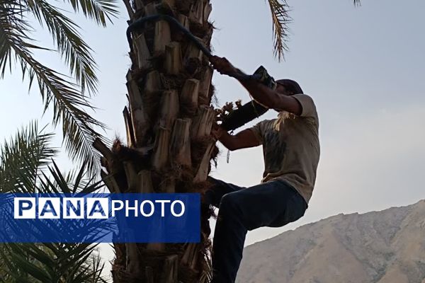 برداشت خرما در شهر رویدر 