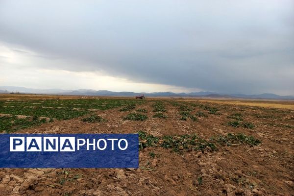 برداشت چغندرقند در روستای مفرنقا