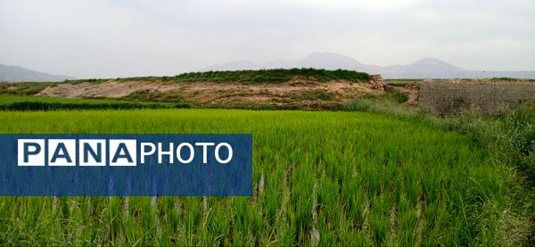 برنج‌کاری در لردگان؛ نماد زندگی و فرهنگ محلی