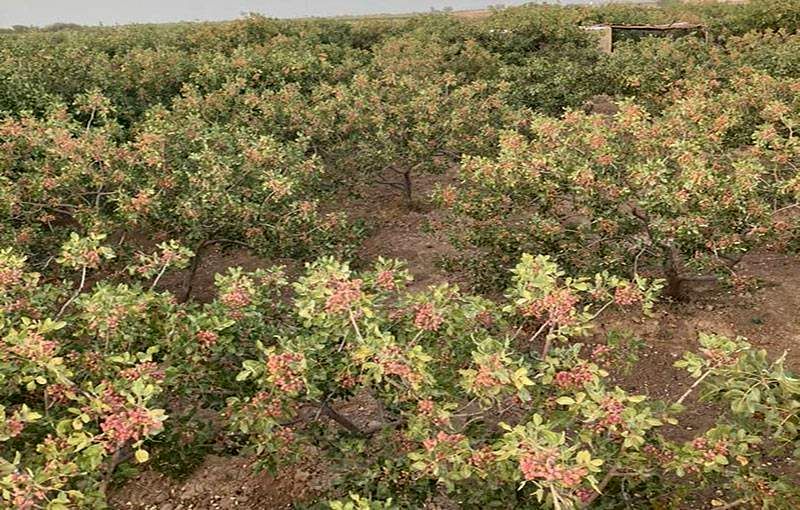 برداشت سالانه ۱۷۲ تُن پسته از باغ‌های لرستان؛ کوهدشت در صدر تولید