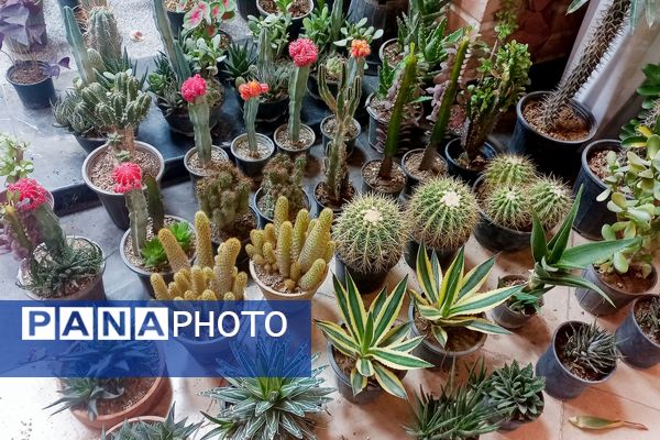 نمایشگاه گل و گیاه در نمایشگاه دائمی قرچک