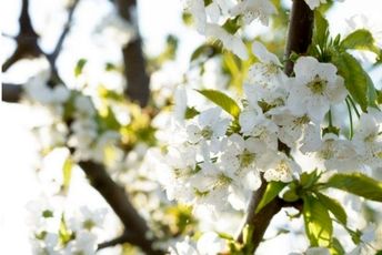 صدای پای بهار