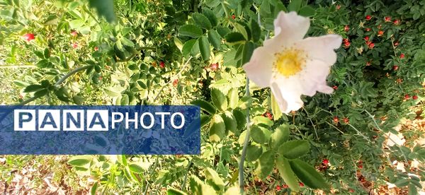 مزار گردشگری کلاته بایزید، گوهر پنهان طبیعت در دل کوهستان 