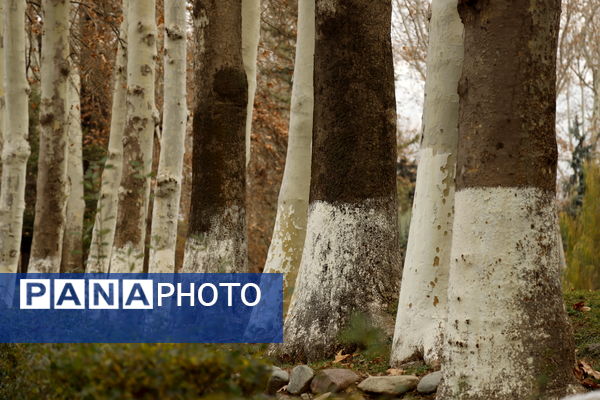 خلوت سرای پاییزی سعدآباد