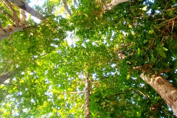 مزار گردشگری کلاته بایزید، گوهر پنهان طبیعت در دل کوهستان 