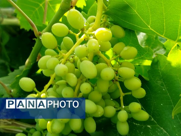 گزکوه، قطب انگور خراسان شمالی 