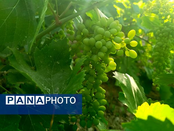 گزکوه، قطب انگور خراسان شمالی 