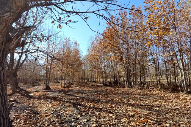 خزان زیبا در کوچه باغ‌های شهر بهمن