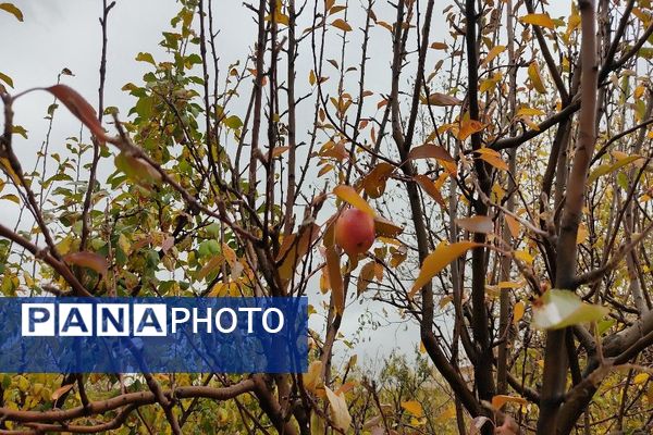 اولین باران پاییزی قابی شفاف از پاییز  رنگارنگ را در شهر زیبای بار رقم زد