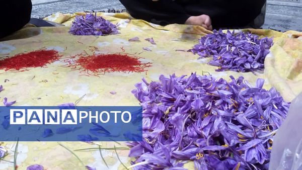 فدافن روستایی که زعفرانش با تشنگی خاک قصه‌ای تلخ نوشت