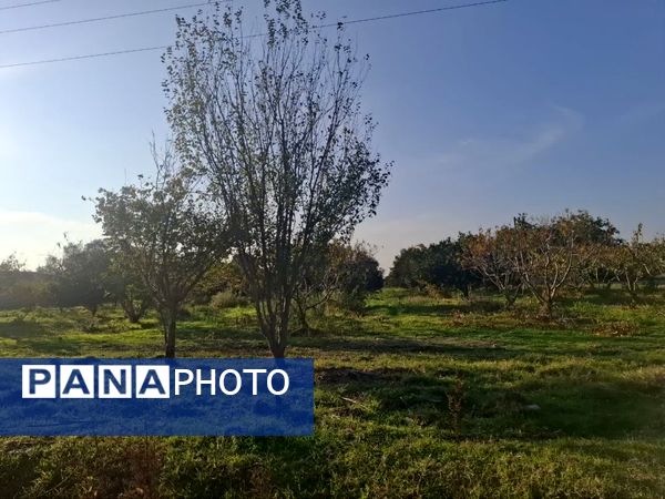 جنگل‌های هیرکانی کردکوی