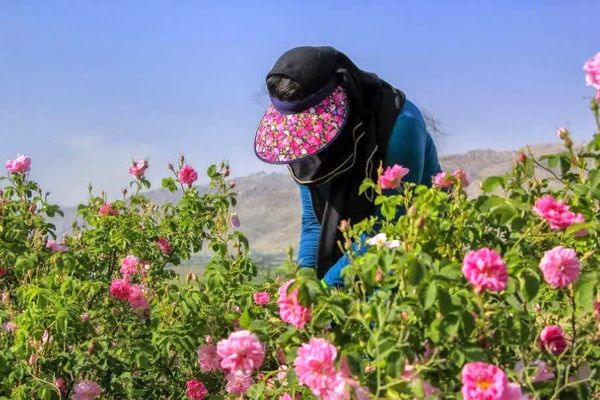 کاشان پایتخت گل و گلاب است
