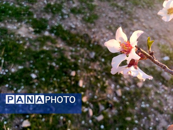 طبیعت با شکوفه‌های رنگارنگ به استقبال نوروز آمد