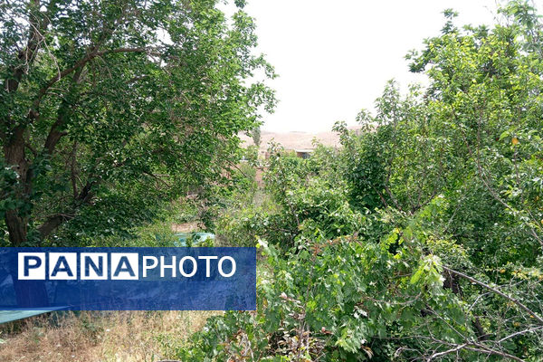 جلوه‌هایی از طبیعت تابستانی خلجستان و جعفرآباد قم