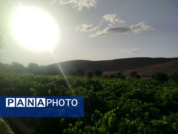 گزکوه، قطب انگور خراسان شمالی 