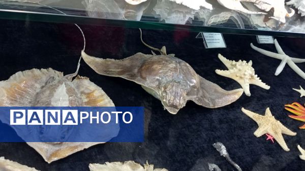 بازدید مدرسه ساره از پارک موزه علوم زمین