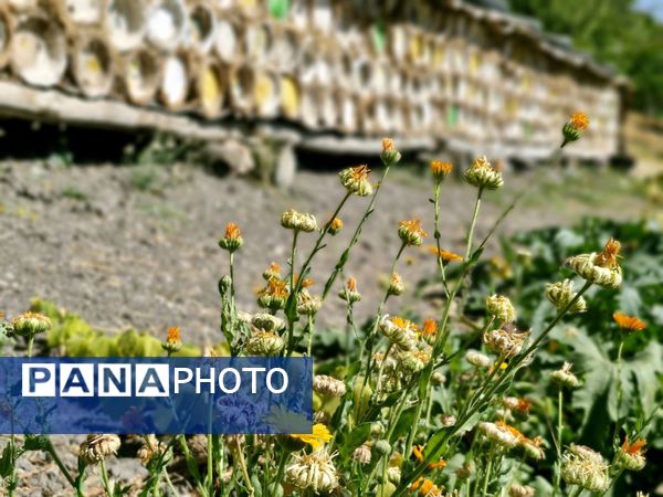 کندوها ؛ کارخانه های زنده طبیعت