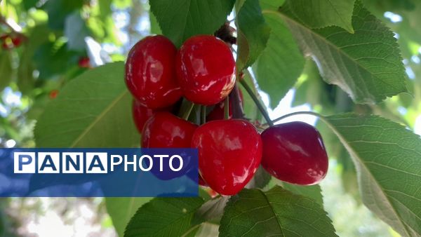 میوه‌های خوش‌رنگ و لعاب بهاری در روستای مارکده