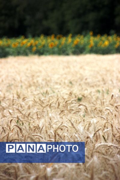 آغاز برداشت گندم در شهرستان ارومیه