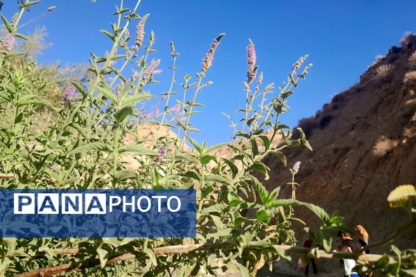 روستای برد‌زرد نگینی غریب در شهرستان لنده