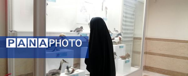 جشنواره «شاد دخت» در قم