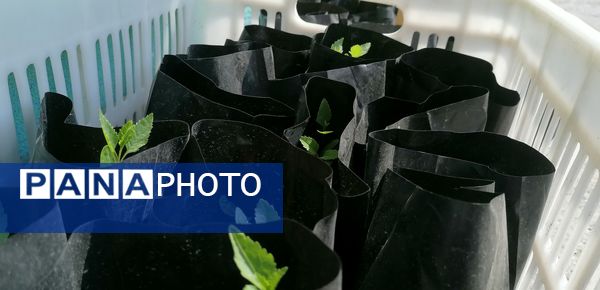 برنامه تجربه‌گردانی طرح مدرسه بدون پسماند در دبستان شهید رازدان ناحیه ۷ مشهد