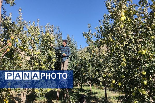 فصل برداشت میوه های پاییزی در شهر زیبای بار نیشابور.