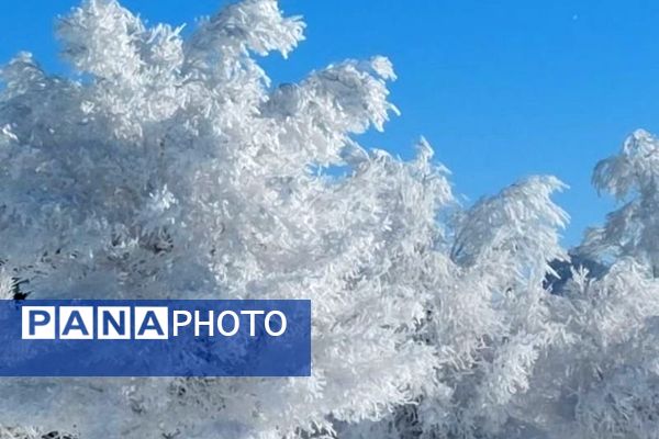 عروس فصل‌ها باری دیگر مهمان شهرستان بن