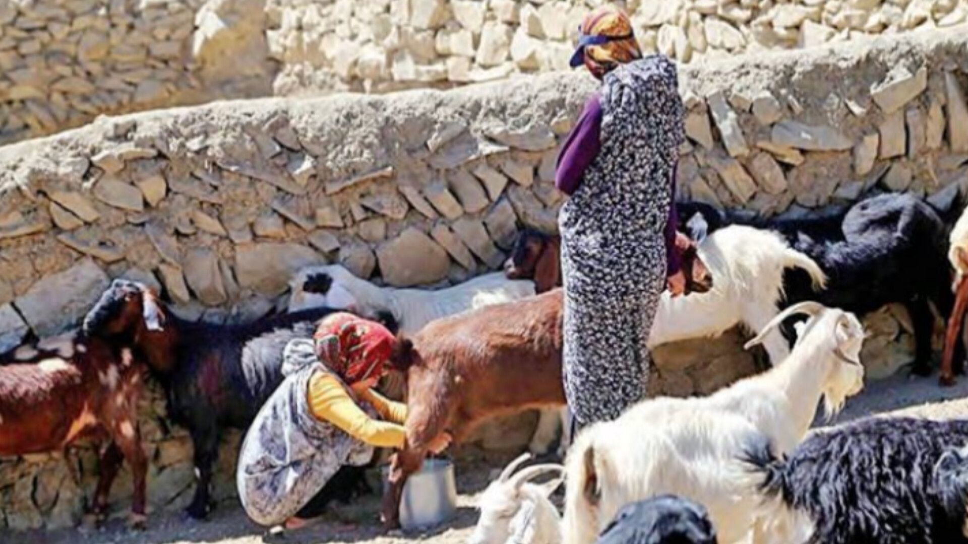 دامداران؛قهرمانان بی ادعای سفره های ایرانی