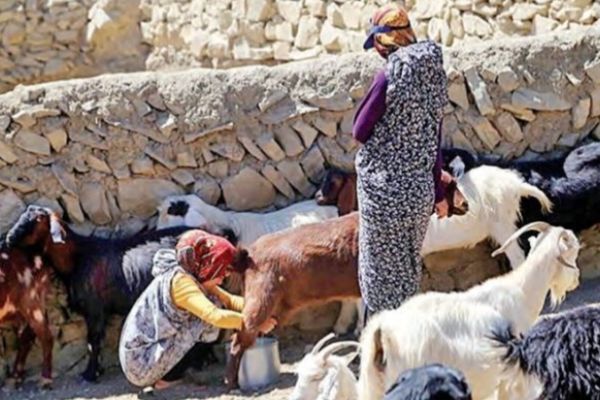 دامداران؛قهرمانان بی ادعای سفره های ایرانی