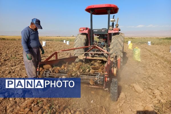 برداشت محصول سیب زمینی در روستای داغیان