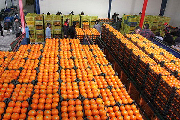 توزیع حدود ۱۰ هزار تن میوه شب عید