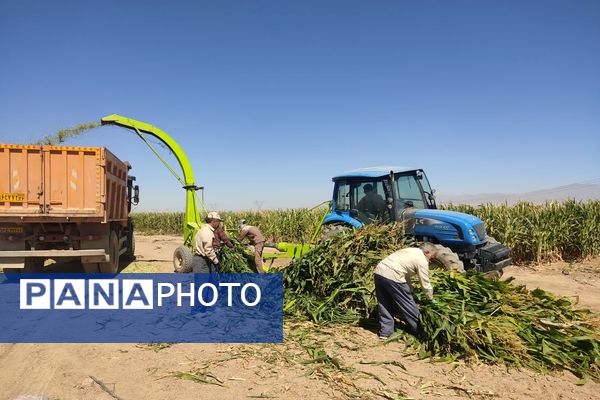 جمع آوری ذرت علوفه ای در روستاهای شهرستان فاروج 