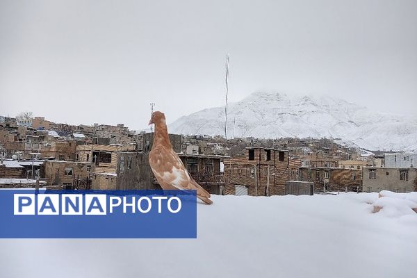یک قدم مانده به زمستان طبیعت شهر بار کاملاً زمستانی شد